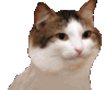 :shakingcat:
